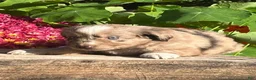 Mixed Breed dogs for sale: River - Ad 1