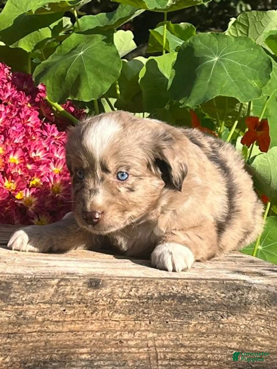 Mixed Breed dogs for sale: River - Ad 1