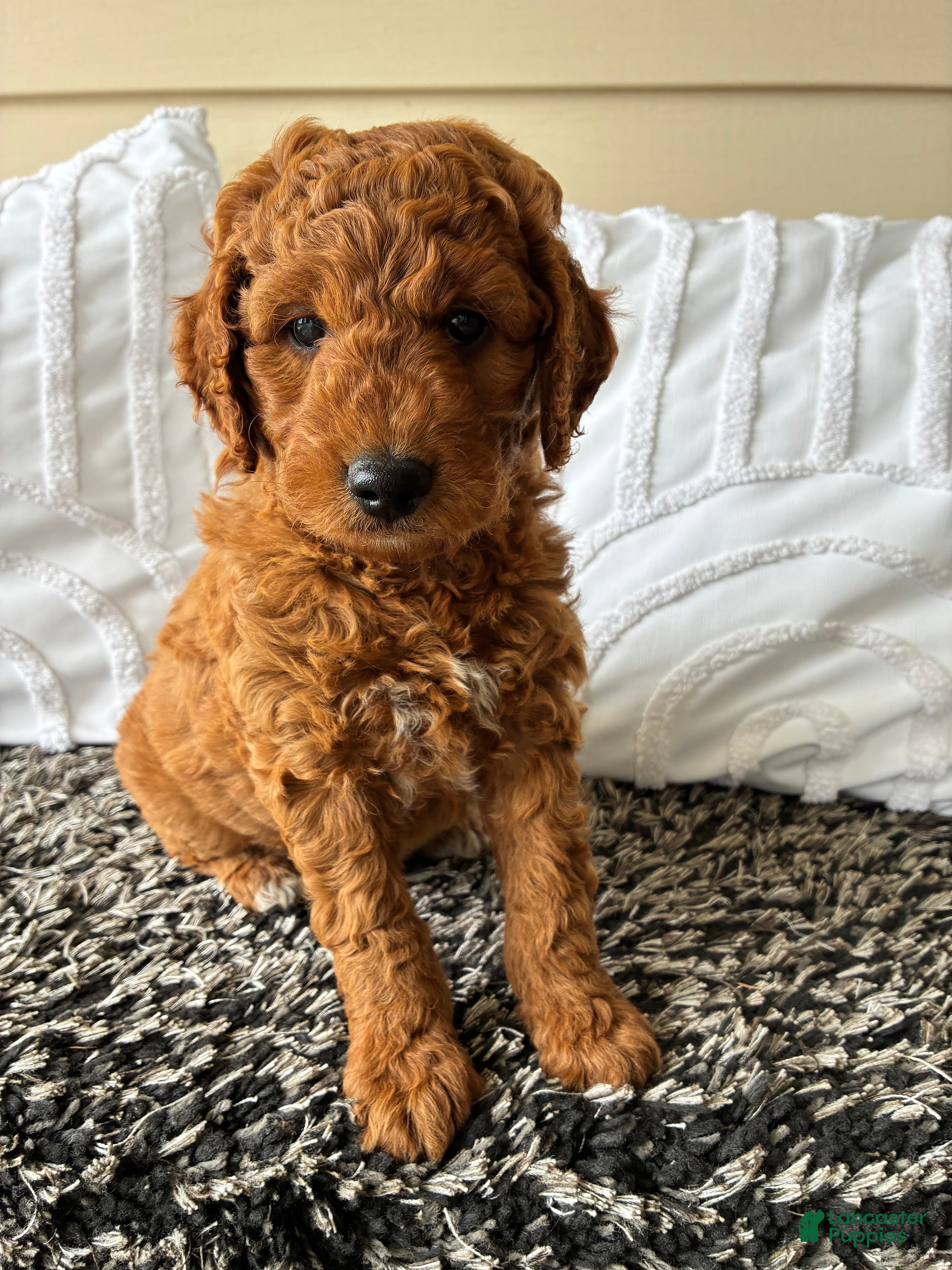 Mini Goldendoodle dogs Mini Goldendoodle “Bear” - Ad 2