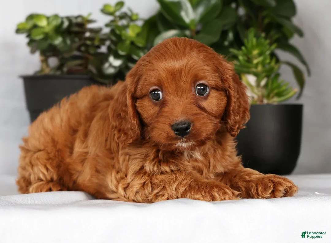 Cavapoo dogs for sale: Milo - Ad 8