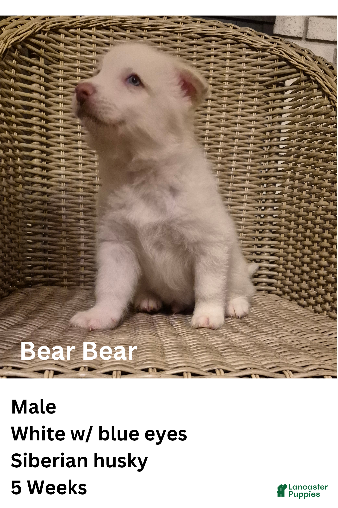 Siberian Husky dogs Bear Bear  - Ad 4