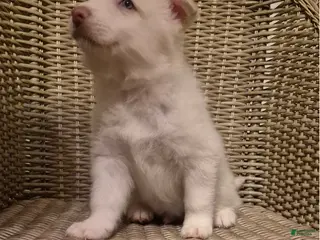 Siberian Husky dogs Bear Bear - Ad 4