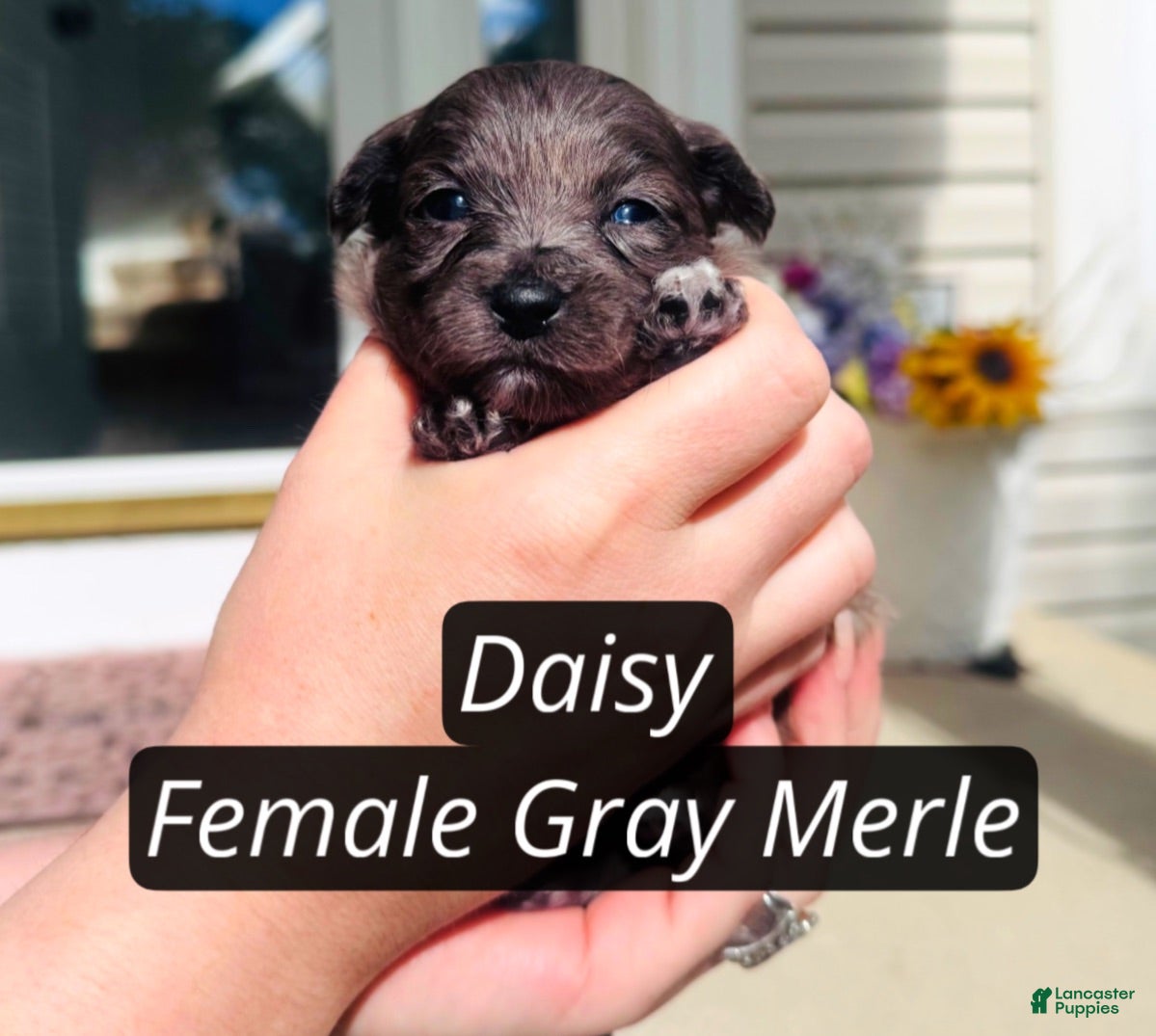 Pomapoo dogs Daisy  - Ad 1