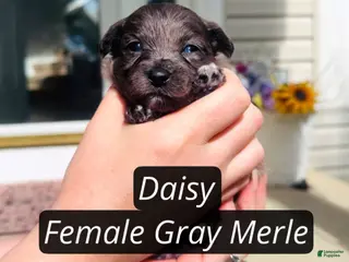 Pomapoo dogs for sale: Daisy - Ad 1