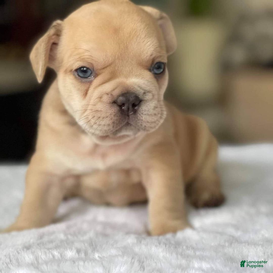 French Bulldog dogs for sale: Loli - Ad 8