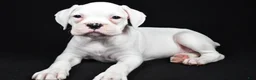 Boxer dogs for sale: Daisy - Ad 4