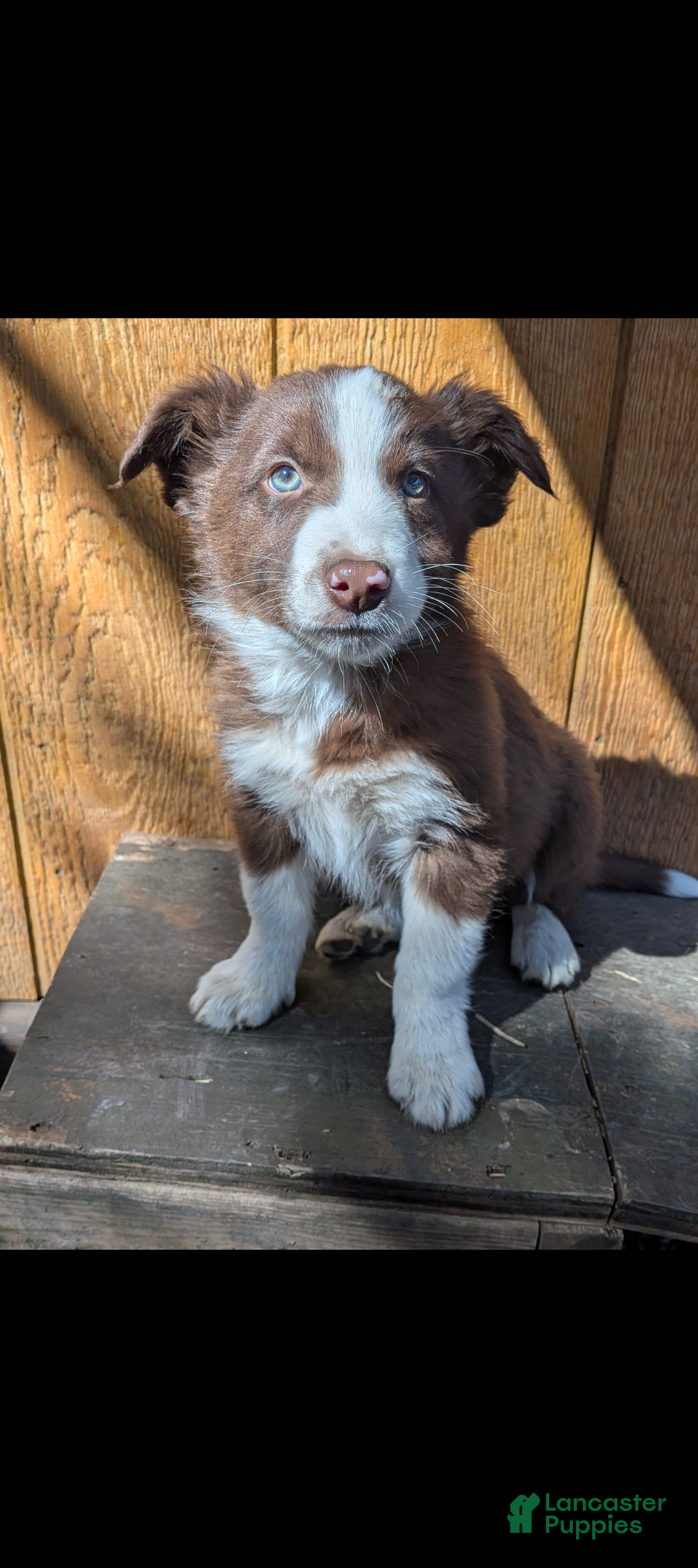Border Collie dogs Border Collie Puppy 3 - Ad 39