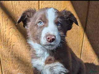 Border Collie dogs Border Collie Puppy 3 - Ad 39