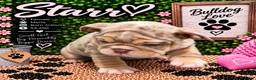 English Bulldog dogs for sale: Starr - Ad 3