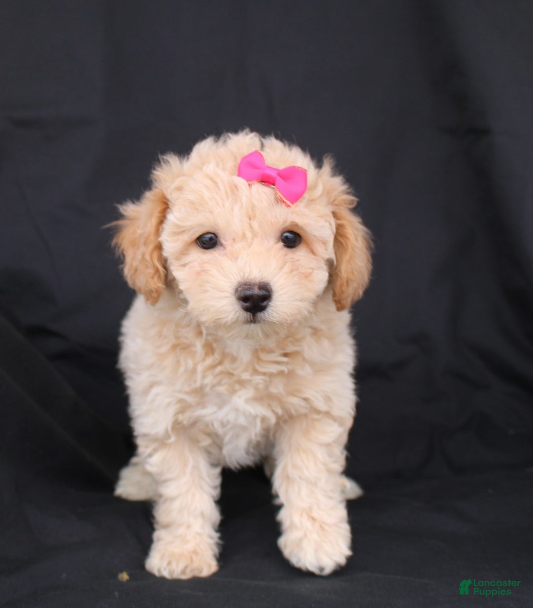 Bichpoo dogs for sale: Penny - Ad 4