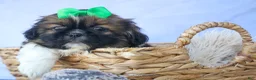 Shih Tzu dogs for sale: RUSTY - Ad 14