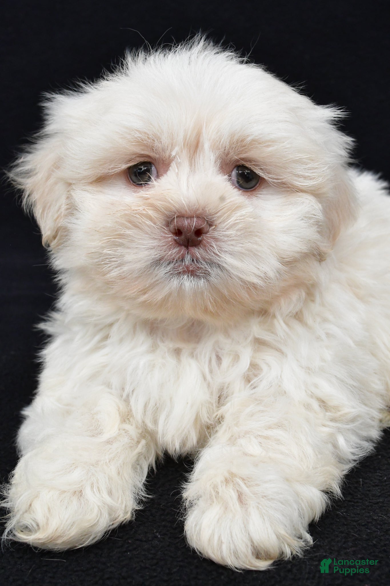 Teddy Bear dogs Dustin - Ad 2