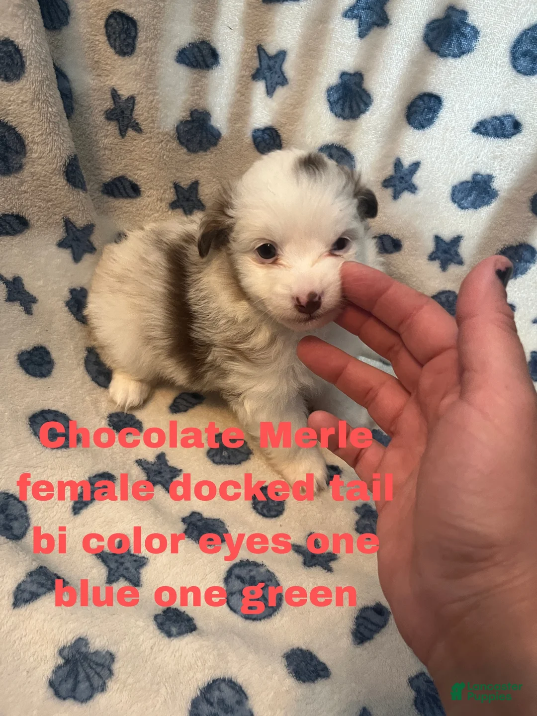 Mixed Breed dogs for sale: Molly - Ad 2