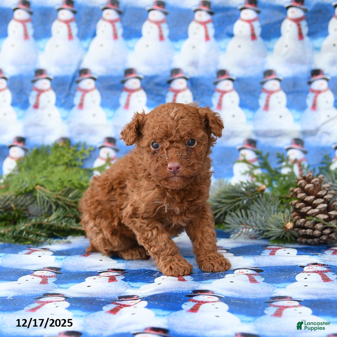Miniature Poodle dogs for sale: Lenny - Ad 2