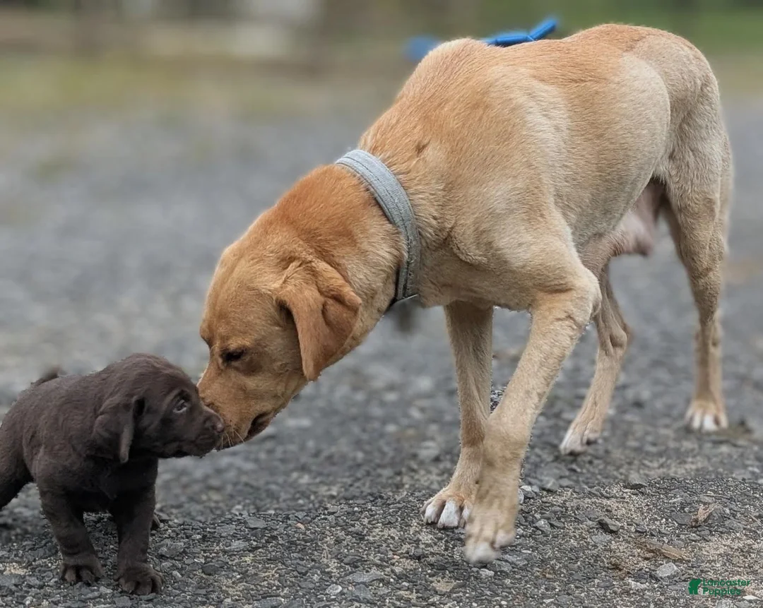 Labrador Retriever dogs for sale: Rosie - Ad 8