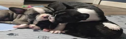 Mixed Breed dogs for sale: Frenchton female #1 - Ad 17