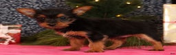 Yorkshire Terrier dogs for sale: Marsha - Ad 5