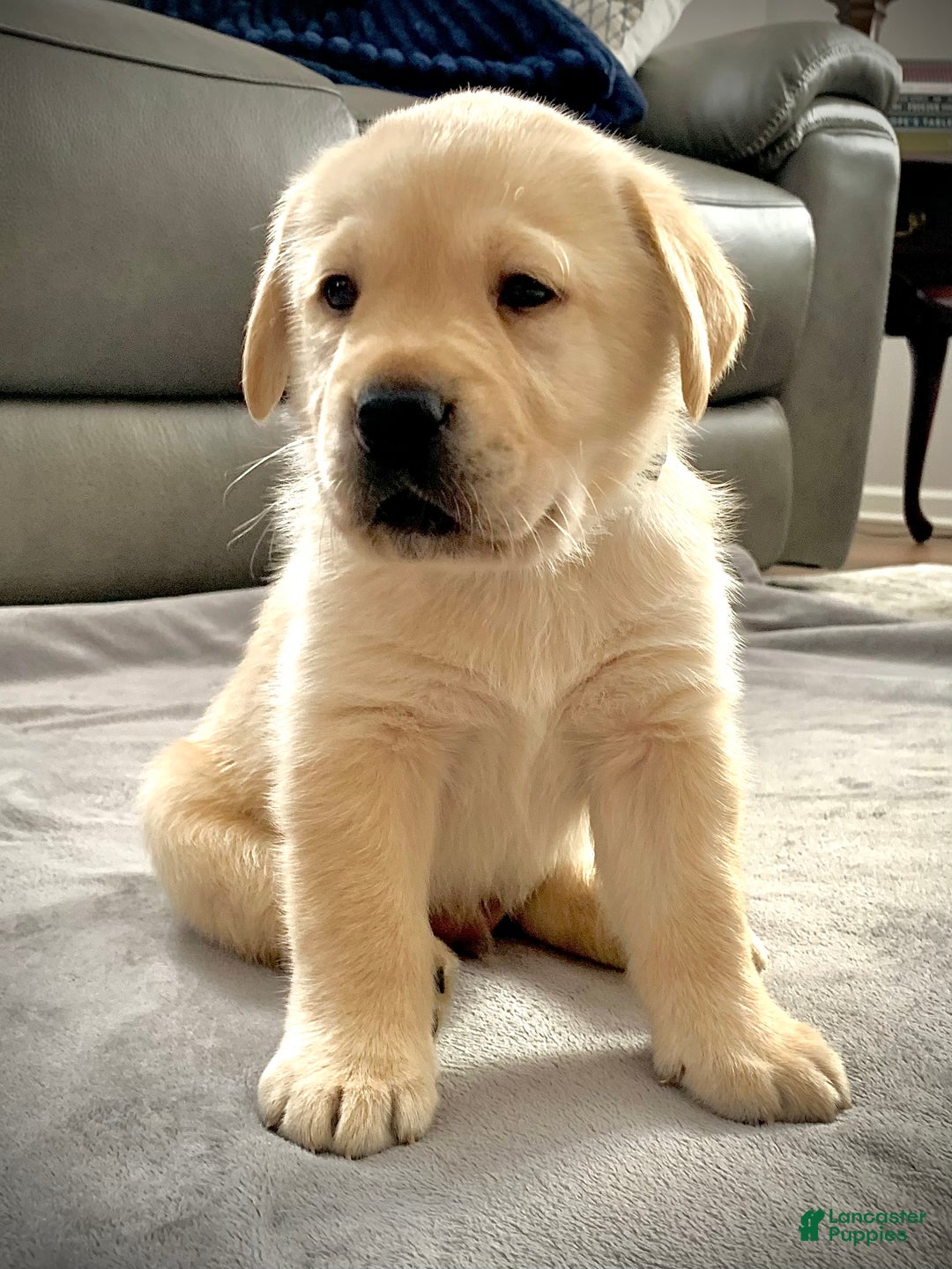 Labrador Retriever dogs for sale: Romeo - Ad 2