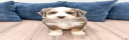 Mini Bernedoodle dogs for sale: Ruby - Ad 6