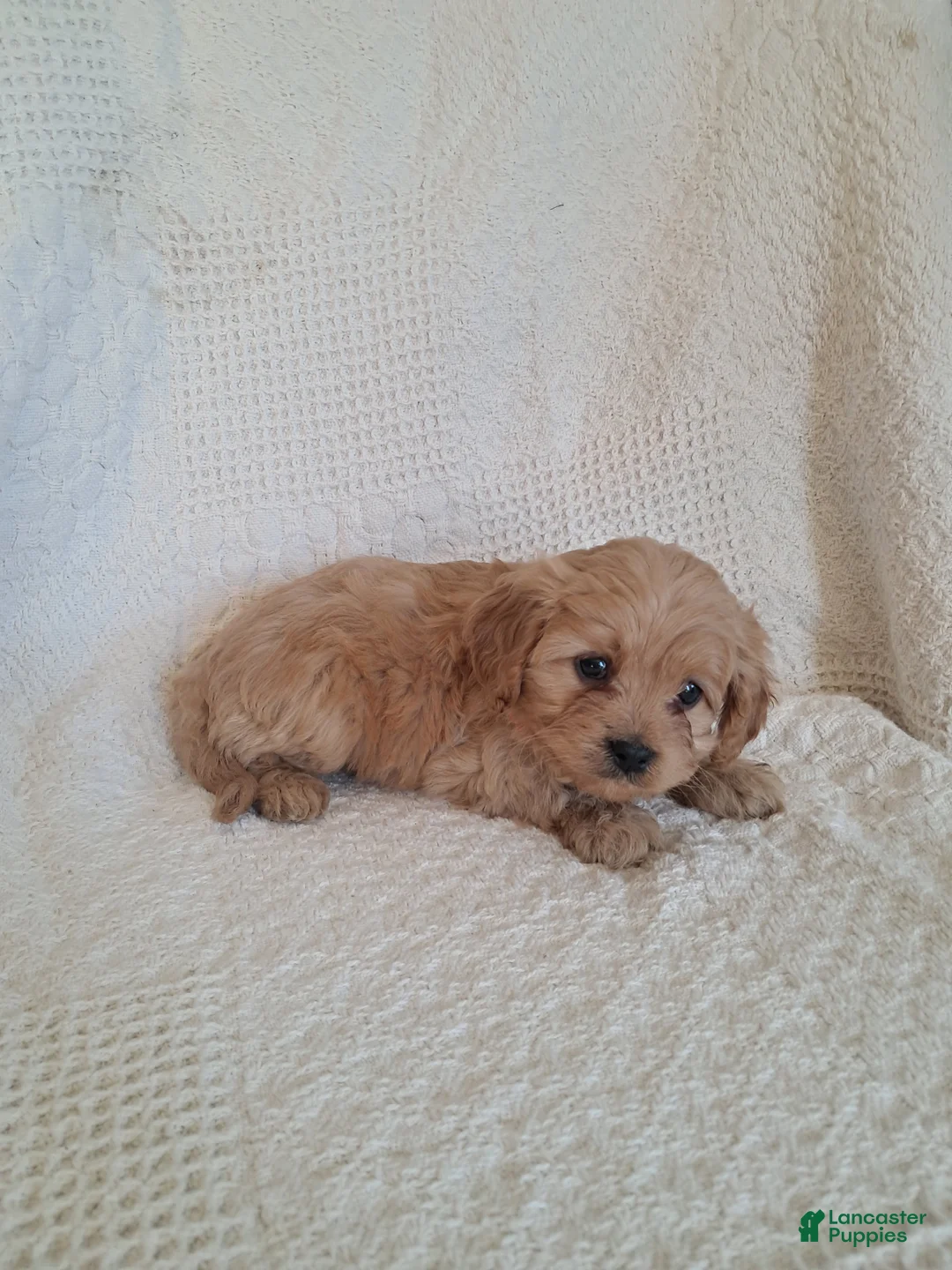 Cavapoo dogs for sale: Spotty  - Ad 4
