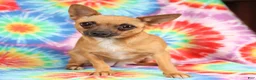 Chihuahua dogs for sale: Angel - Ad 6