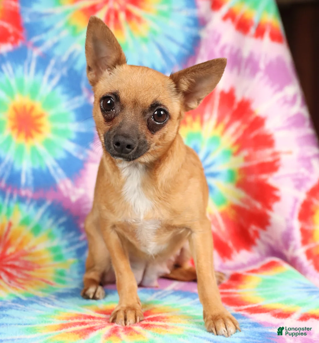 Chihuahua dogs for sale: Angel - Ad 6