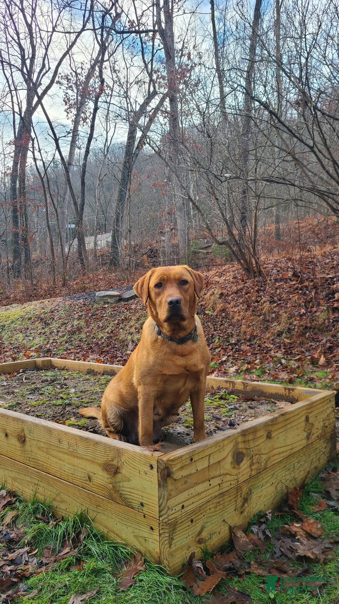 Labrador Retriever dogs for sale: Snip - Ad 5