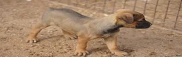 Mixed Breed dogs for sale: Bandogge Sable F1 - Ad 9