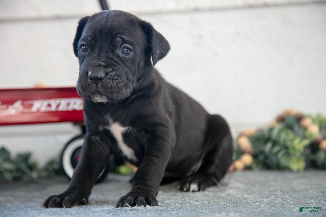 Cane Corso dogs for sale: Sarah - Ad 3