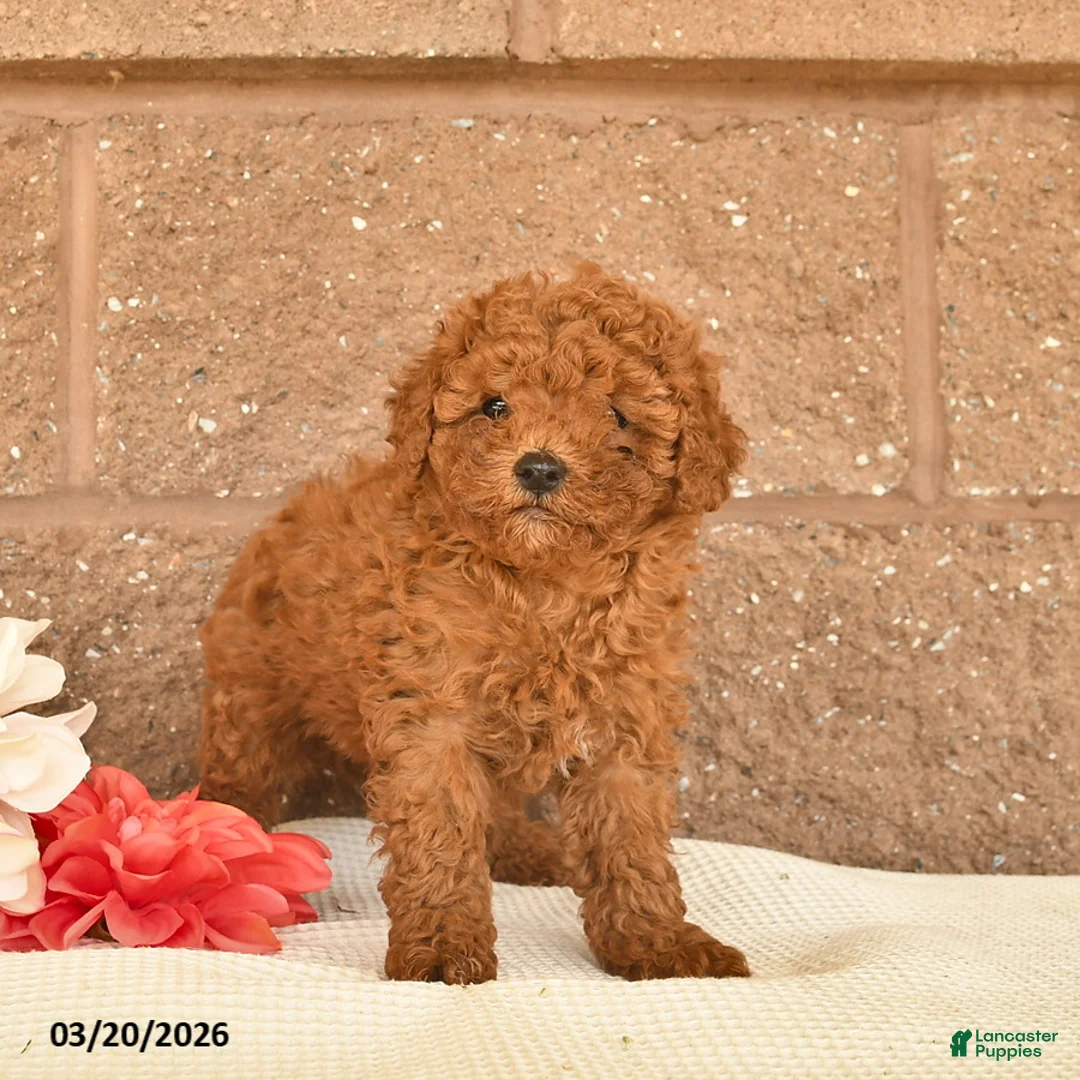 Mixed Breed dogs for sale: Ace  - Ad 1