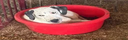 Mixed Breed dogs for sale: Rowan - Ad 3