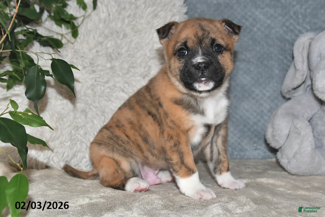 Mixed Breed dogs for sale: Rusty - Ad 5
