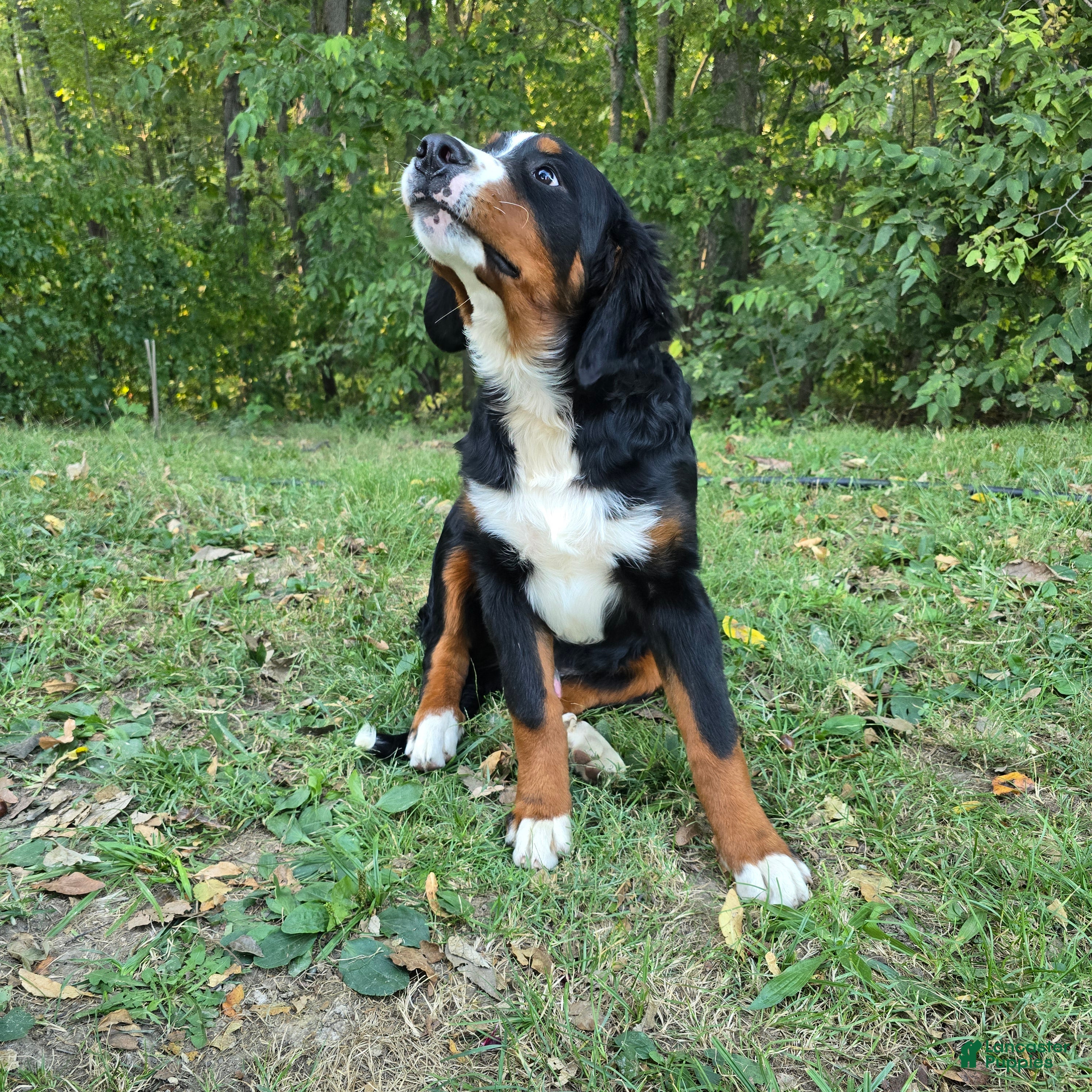 Bernese Mountain Dog dogs Bernese Mountain Dog 3 Arrow - Ad 15