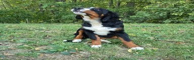 Bernese Mountain Dog 3 Arrow