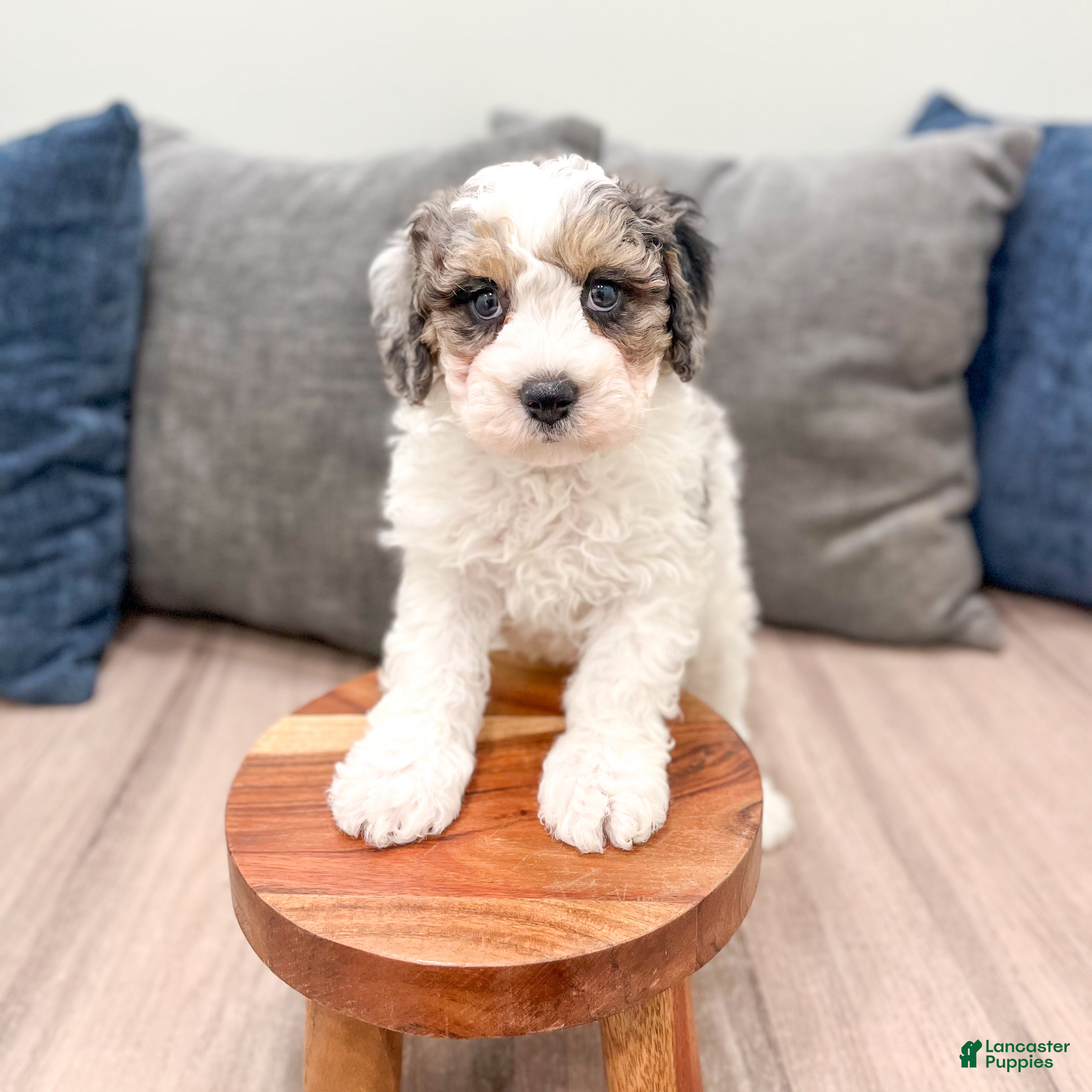 Cavapoo dogs Champ - Ad 2