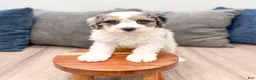 Cavapoo dogs for sale: Champ - Ad 2