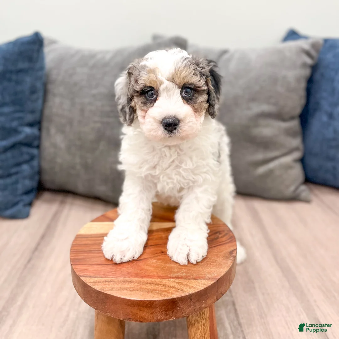 Cavapoo dogs for sale: Champ - Ad 2