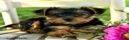 Yorkshire Terrier dogs for sale: Michael - Ad 5
