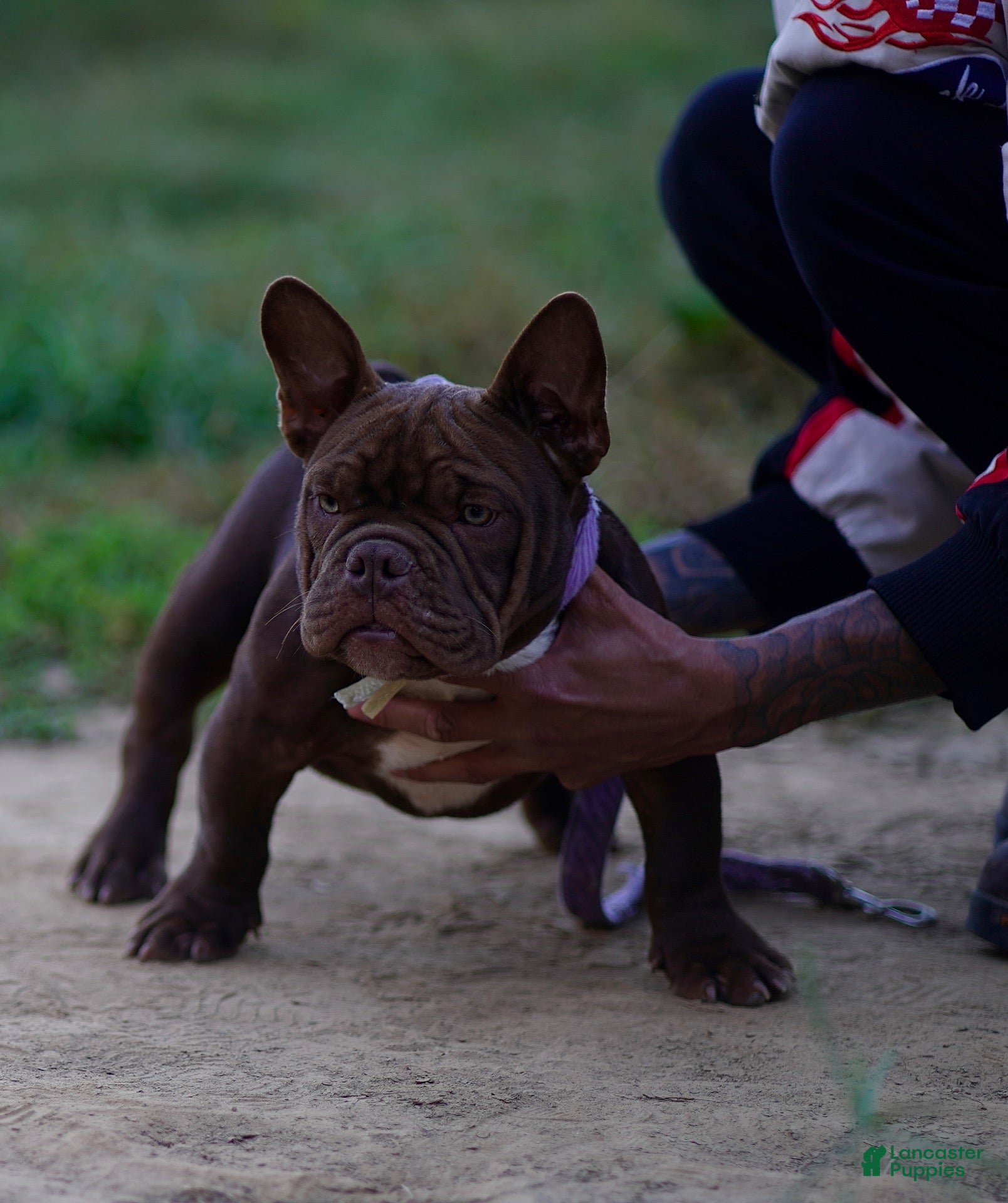American Bully dogs for sale: American Bully 2 - Ad 38