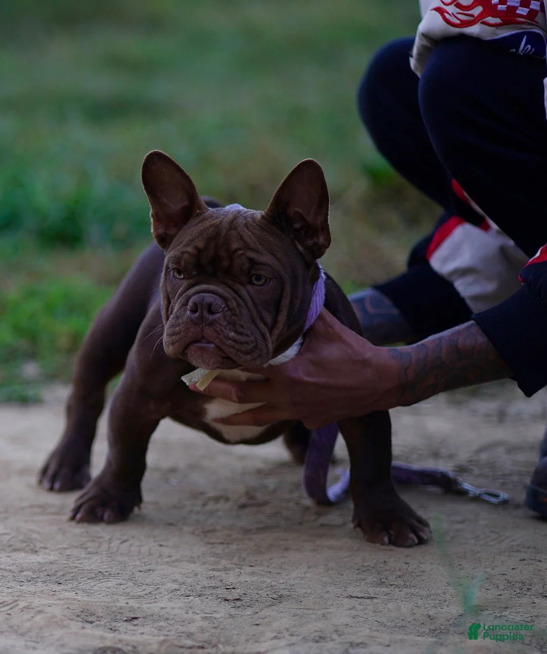 American Bully dogs for sale: American Bully 2 - Ad 1