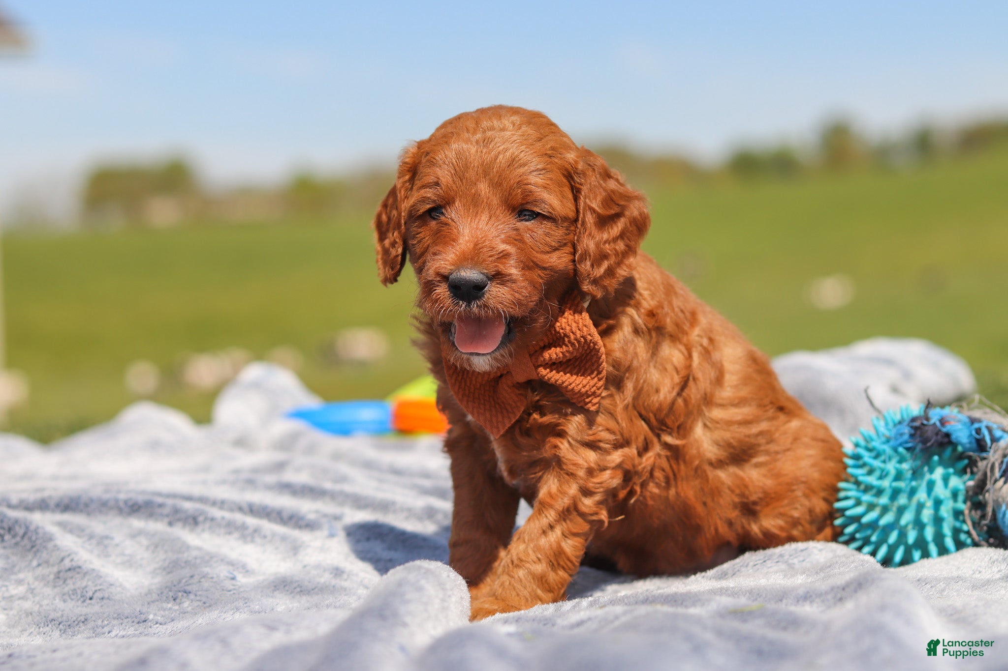 Mini Goldendoodle dogs for sale: Calvin - Ad 3