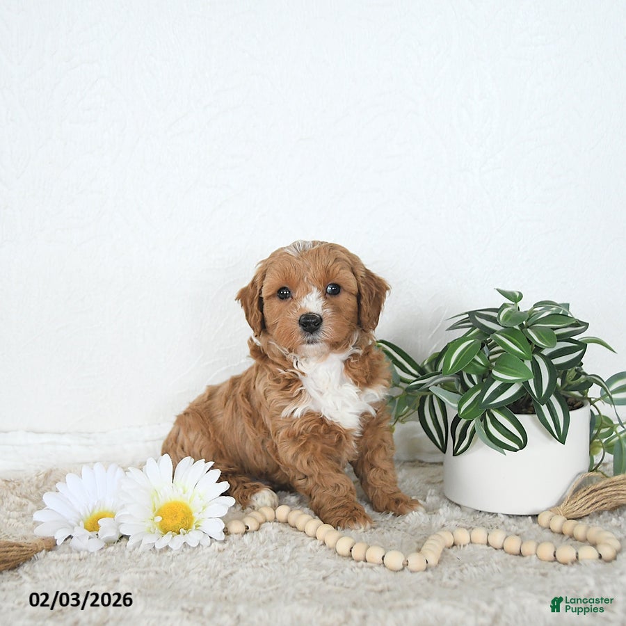 Mini Goldendoodle dogs Finn - Ad 2