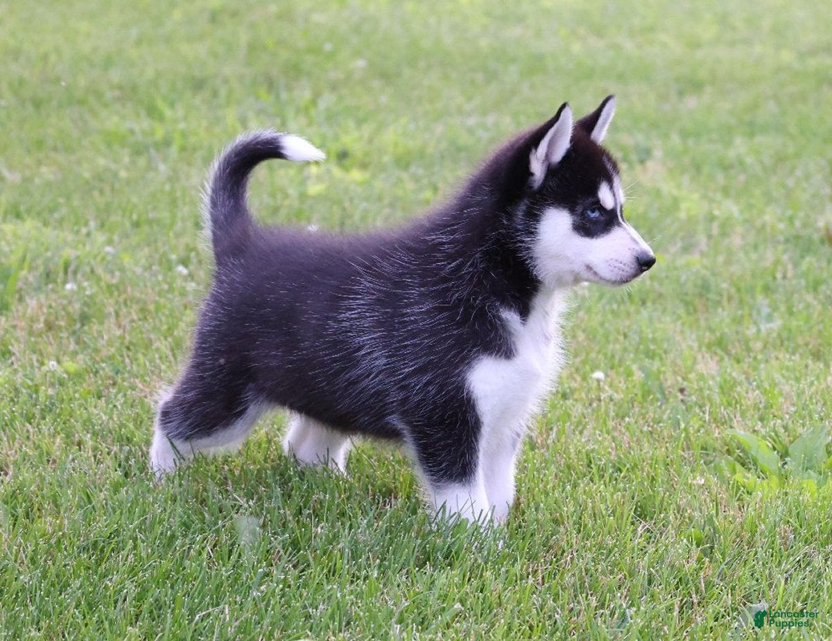 Siberian Husky dogs Chrissy - Ad 2