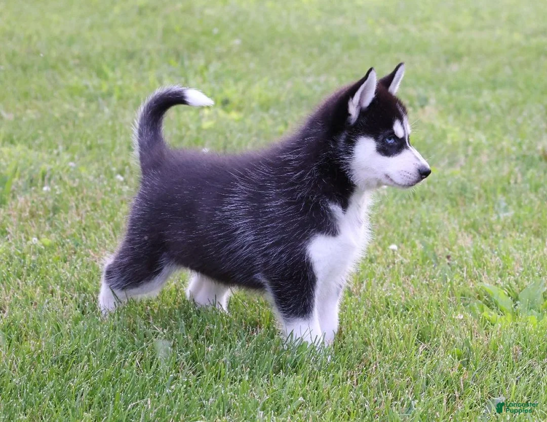 Siberian Husky dogs for sale: Chrissy - Ad 2