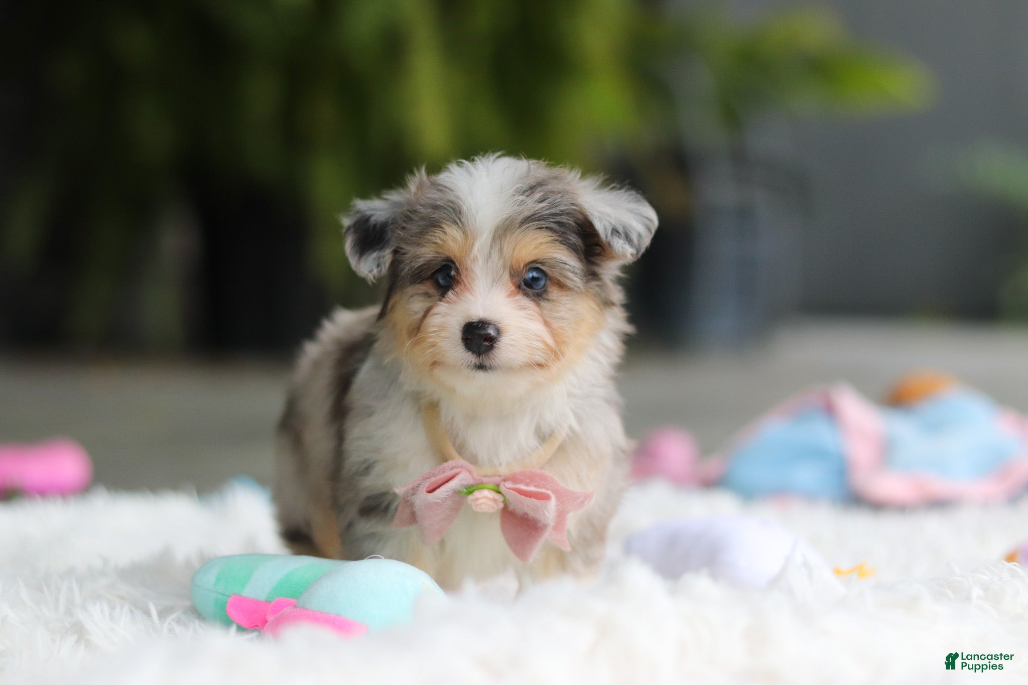 Mixed Breed dogs Nala - Ad 2