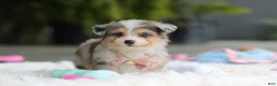 Mixed Breed dogs for sale: Nala - Ad 2