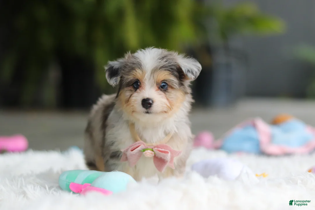 Mixed Breed dogs for sale: Nala - Ad 2