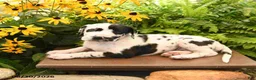 Great Dane dogs for sale: Lexie - Ad 4