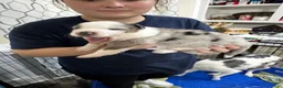 Mixed Breed dogs for sale: Mixed Breed 1 - Ad 2