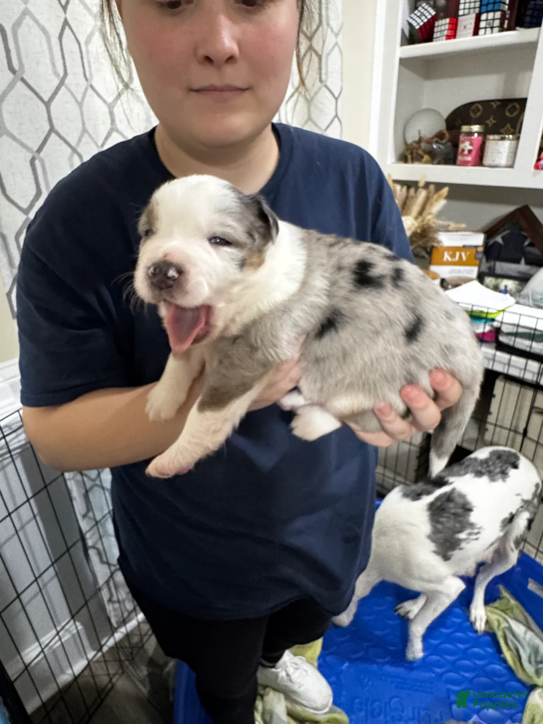 Mixed Breed dogs for sale: Mixed Breed 1 - Ad 2